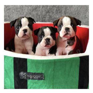 Nandog Watermelon Pet Bed NWT